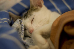 Признаки лецкоза у кошек