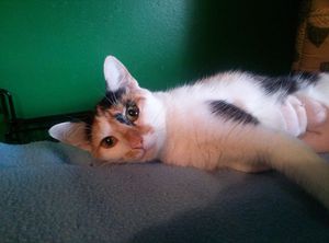 Болезни кошек