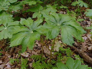 Состав препарата -щитовидный ноголистник