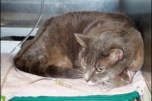 Признаки панкреатита у кошек