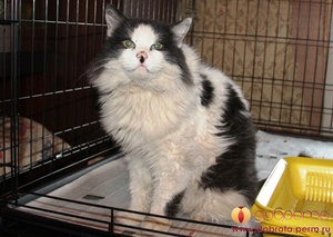 Панкреатит у кошек: симптомы, причины и лечение