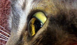 Как проявляется панкреатит у кошек