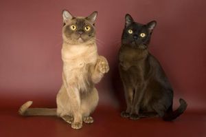 Чем кормить кошку бурманской породы