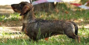 Когда появилась порода собак жесткошерстная такса