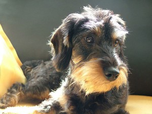 Жесткошерстная такса: характер породы