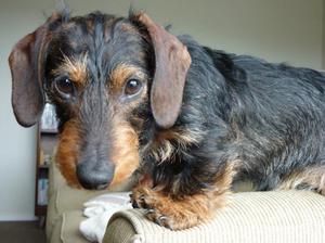 Как правильно кормить жесткошерстную таксу