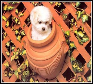 Интересные факты о собаках: что удивит каждого владельца