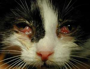 Вирусный ринотрахеит