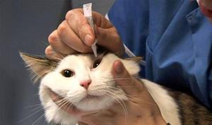 Ринотрахеит у кошек: признаки, лечение и профилактика