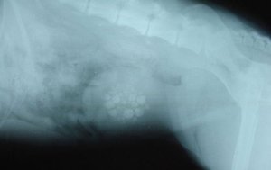 Как диагностируется мочекаменная болезнь котов