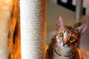 Стоимость кота 