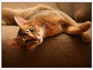 Применение 