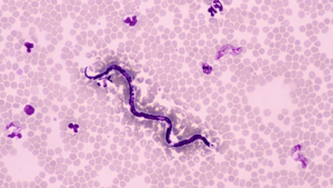 Стронгхолд применяется также и для профилактики дирофиляриоза