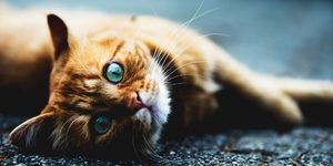 Симптомы болезни 