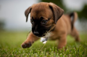 Чем и сколько раз кормить месячного щенка: полное руководство