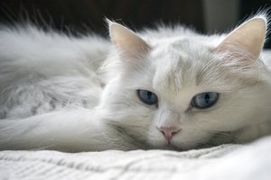 Как правильно ухаживать за турецкой ангорой