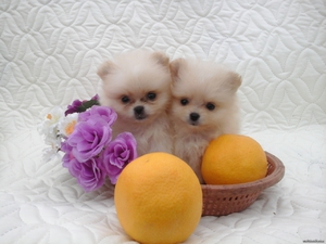 Карликовый померанский шпиц: уход, характер и содержание