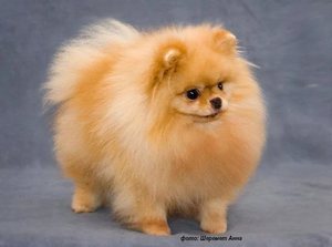 Собака Карликовый померанский шпиц