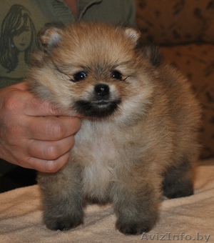 Собака породы Карликовый померанский шпиц