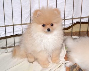 Воспитание щенка померанского карликового шпица