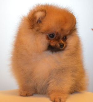 Здоровье и заболевания померанца