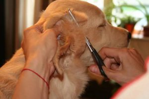 Лечение лишая у собак в домашних условиях