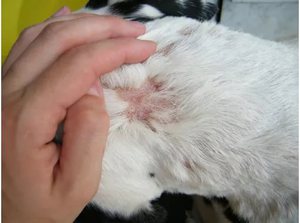 Средства борьбы с собачьим лишаем