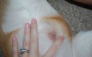 Профилактика стригущего лишая у собак