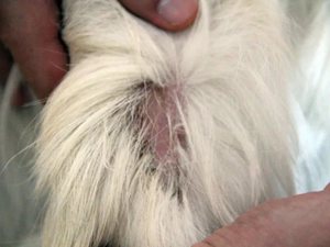 Способы заражения  собак лишаем