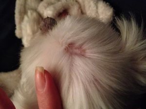 Лишай у собак: симптомы, лечение и профилактика стригущего лишая