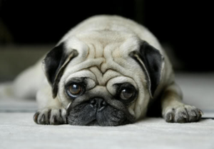 Сколько живут мопсы дома и как за ними ухаживать