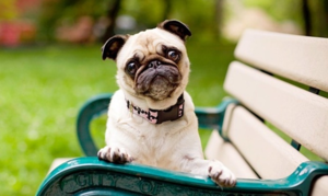 Следите за тем, чтобы питомец не испытывал стрессов и чрезмерных нагрузок 