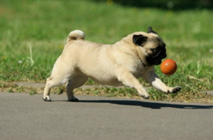 Предлагайте питомцу на прогулке подвижные игры