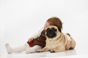 Мопс нуждается в вашей любви и эмоциональном контакте