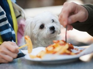 Чем кормить щенка той-терьера: сбалансированное питание с первых дней