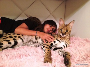 Описание особой породы кошек