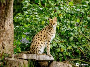 Уход за сервалом