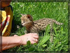 Как воспитывать сервала