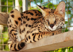 Порода кошек сервал