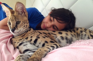 Содержание сервала дома: уход, питание и особенности