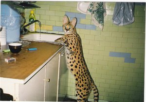 Внешний вид кошек сервал