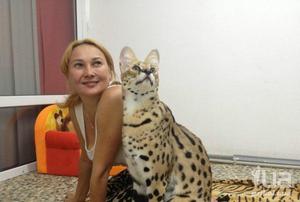 Как кормит сервалов