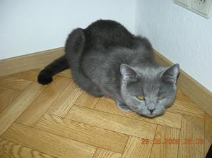 Порода кошек шартрез