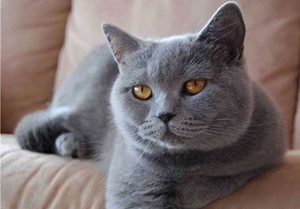 Шартрез: всё о породе картезианской кошки