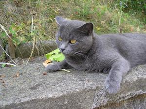 Повадки картезианской кошки