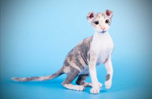 Кошка левкой