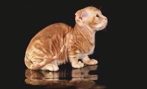 Украинский левкой: описание породы кошек с фото и характером