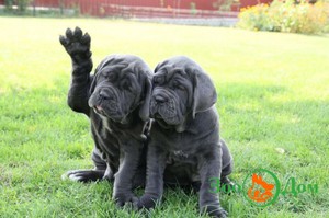 Собаки мастино 