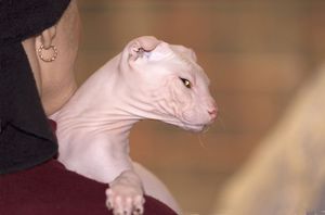 Как правильно кормить кошку левкой