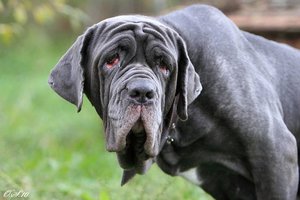 Порода мастиф